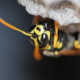 Eine Wespe baut friedlich ein Wespennest